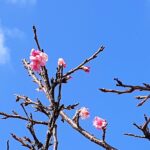 🌸一番桜🌸